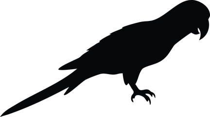 Silhouette of a Parrot with Detailed Feathers and Sharp Beak on White Background