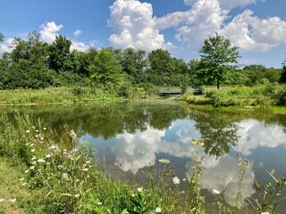 summer landscape with lake