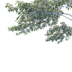 Various types of tree branch plants bushes shrub and and small plants isolated	
