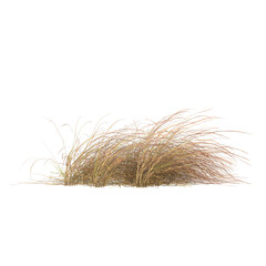 dry grass isolated