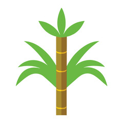 bamboo isolated on white background