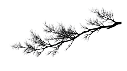 silhouette of a tree