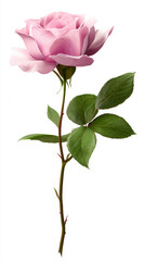 Pink rose in full bloom
