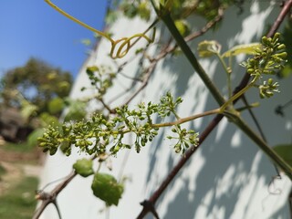 blossoming grapes pre flowers 