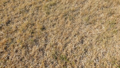 Fototapeta premium Light brown field with dry grass in late summer autumn setting. Perspective from ground level with distant view of landscape. Slightly sloping field adds depth, movement. Brown grass contrasts with