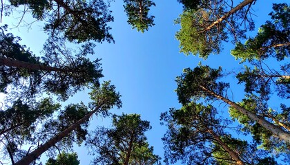 Fototapeta premium Clean Sky Over Pine Forest Canopy, Air Purity Symbolism