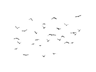 Flying birds silhouette flock. hand drawing. Not AI. Vector illustration.