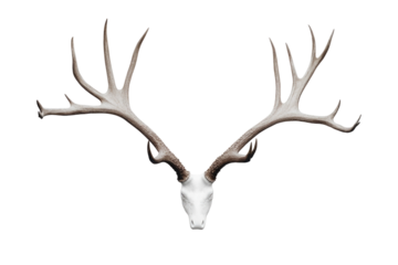 Majestic stag antlers and skull isolated on transparent background