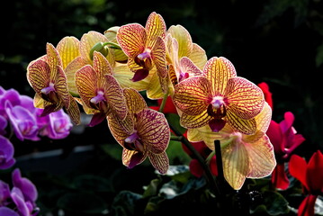 Orange orchid beauty in the garden in soft light. 