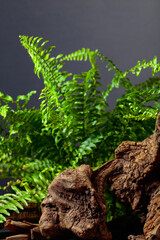 Green fern and old dry snag on a black background.