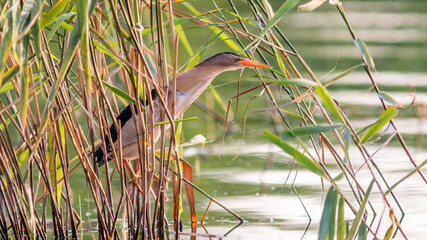 Obraz premium great blue heron