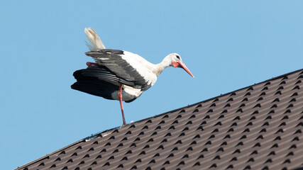 stork on the nest