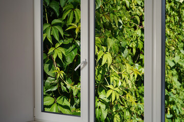 View from the window of lush green foliage in the garden park.