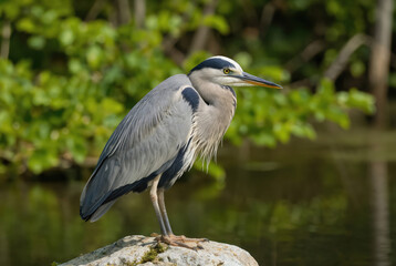 Fototapeta premium Gray bird perched on rock in water body. Blue head, neck, and spread wings. Confident pose, open beak. Green and brown hues in background. Water body serves as backdrop to bird alert display.