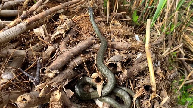 Oriental rat snake,venomous pit viper species native,python curled up in ring lies in branches of tree,reeds near river,lake.