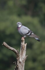 Fototapeta premium Gray pigeon perched confidently on weathered tree trunk in forest. Young bird wings folded against chest. Fallen leaves on ground beneath tree. Woodland scene with muted colors. Bird faces right,