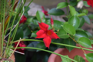 rote Blüte