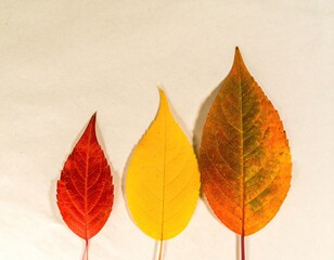 Flat lay of three colorful autumn leaves on a textured paper background.
