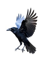 Obraz premium A crow in flight against a white background