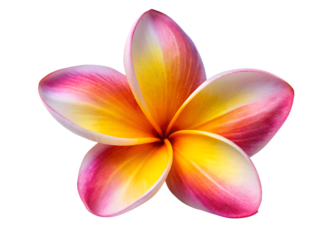 A beautiful pink and yellow plumeria flower isolated on transparent background