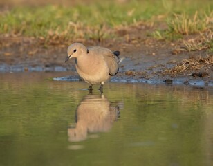 Bird with brown feathers, black stripes on chest flies over water with clear reflection. Wings spread, heading right in landscape with green, brown hues. Patches of grass, rocks add texture to scene.