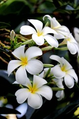 A beautiful white plumeria blossom with tree branch and leaf,dark background