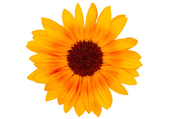 Bright sunflower on a white background