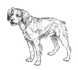 Brittany Spaniel, hunting dog, pointer, standing, looking, realistic sketch, vector illustration isolated on white background