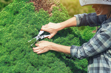 Gardener prunes growth of Canadian pine with secateurs to stimulate stronger growth. Pine tree care.