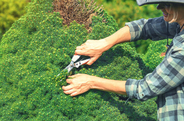 Hands with garden shears trims shoots of Canadian pine to stimulate stronger growth. Pine tree care.