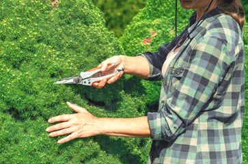 Gardener prunes growth of Canadian pine with secateurs to stimulate stronger growth. Pine tree care.