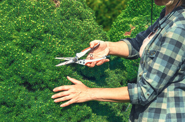 Gardener prunes growth of Canadian pine with secateurs to stimulate stronger growth. Pine tree care.