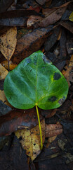 A leaf is on the ground with a few drops of water on it