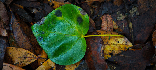 A leaf is on the ground with a few drops of water on it. The leaf is green and has a few spots on it