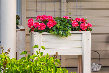 Fototapeta premium Close up view of pink geranium flowers blooming in white wooden planter on villa porch in summer. Sweden.