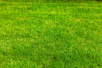 Close up view of fresh green lawn grass in sunny garden during summer season. Sweden.
