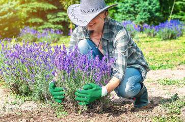 Blooming lavender in woman's hands. Gloved hands of smiling woman in hat gently touch lavender bush.