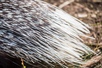 Indian crested porcupine Hystrix indica, also known as the Indian porcupine