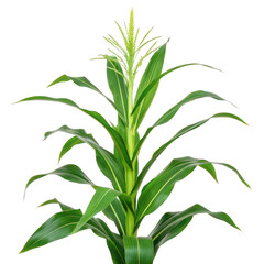 Obraz premium A corn plant with green leaves and tassel against a white background on transparent background