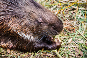 Indian crested porcupine Hystrix indica, also known as the Indian porcupine