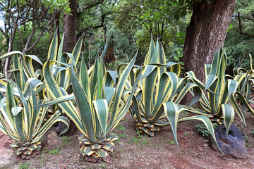 Agave amarillo (Agave americana)