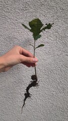photo of oak sprout, acorn, tree, nature, botany, ecology, green
