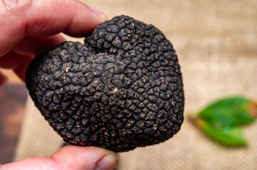 Hand with delicious mushrooms, fresh black summer truffle mushroom from Italy for making truffle...