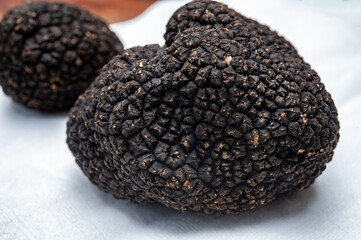 Delicious mushrooms, fresh black summer truffle mushroom from Italy for making truffle dishes with...
