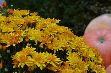 Autumn background with Chrysanthemum ' Mary Bronze ' bicolor golden-yellow fresh blooming...