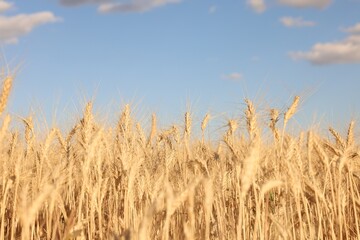 Golden wheat ears growing in field under blue sky, closeup