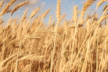 Golden wheat ears growing in field, closeup