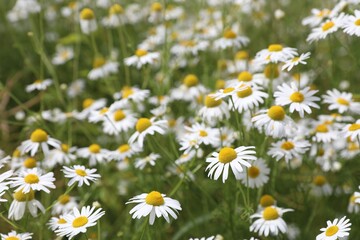 Fototapeta premium Beautiful chamomile flowers growing in field, closeup