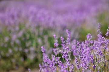 Beautiful blooming lavender flowers growing in field, closeup. Space for text