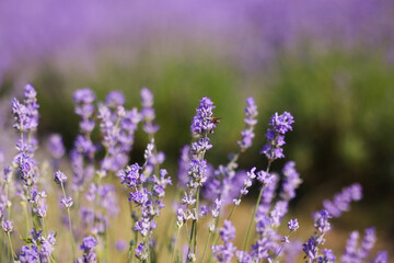 Beautiful blooming lavender flowers growing in field, closeup